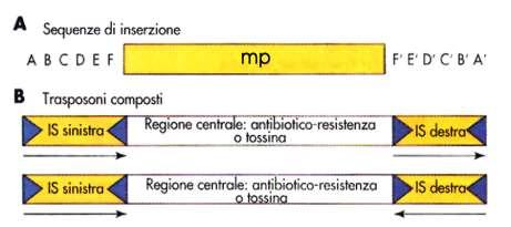 Segmenti di DNA mobili in grado di traslocare nell ambito della stessa cellula.