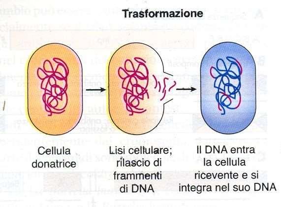 trasformazione Processo attraverso cui i batteri acquisiscono frammenti di DNA nudo e lo incorporano.