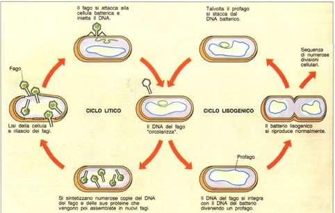 Due tipi di infezione Ciclo litico: infezione con fagi virulenti e conseguente lisi cellulare Ciclo lisogenico: infezione con fagi temperati ed integrazione del genoma virale (profago) nel genoma