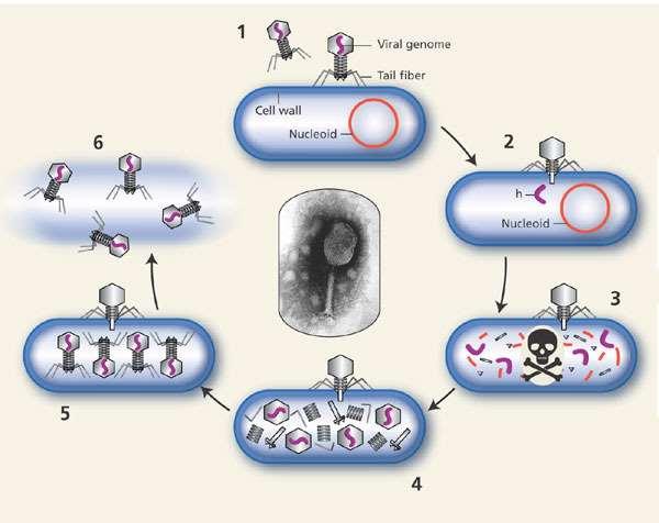 Infezione litica L infezione di un batterio da parte di un fago virulento provoca inevitabilmente la morte della cellula mediante lisi, con il rilascio di