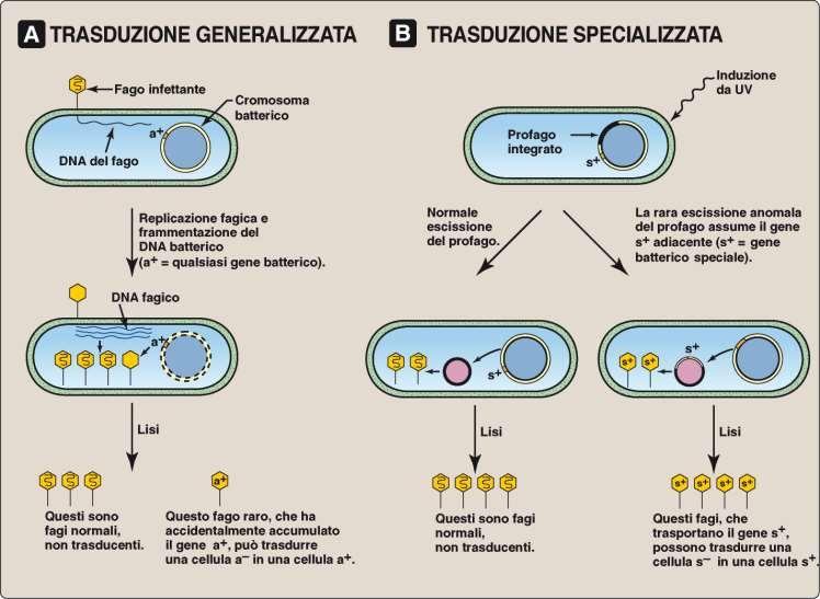 Generalizzata (associata al ciclo litico): trasduzione nella quale ogni gene batterico puo essere potenzialmente