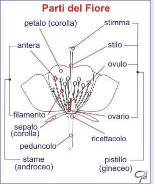 radicchio, cipolla, sedano, carota, rapa, girasole, prezzemolo.