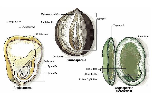 Il seme racchiude i tessuti della pianta allo stadio embrionale e alcune strutture nutritive e protettive a essi necessarie.