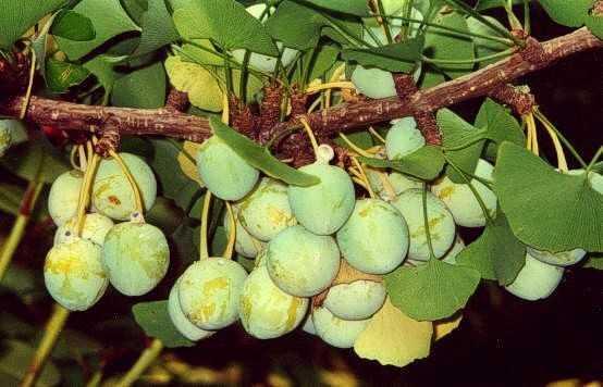 Tra IMPOLLINAZIONE e fecondazione intercorre un periodo molto lungo. Anche in questo caso viene emesso un tubetto pollinico con funzione austoriale.