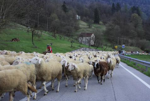 Transumanza lungo il Lago di Santa Croce a Farra d Alpago, tra escursionisti e automobili (Bl, I) Tranhumanz entlang des Lago di Santa Croce in Farra d Alpago, zwischen Ausfl üglern und Fahrzeugen