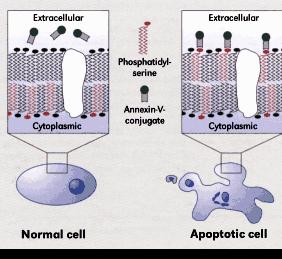 traslocata al monostrato extracellulare.