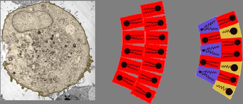 Curvatura nelle membrane 2 a b c Curvatura nelle membrane.