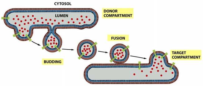 Esempi di formazione di vescicole Traffico di vescicole nel Golgi (1) https://s3.