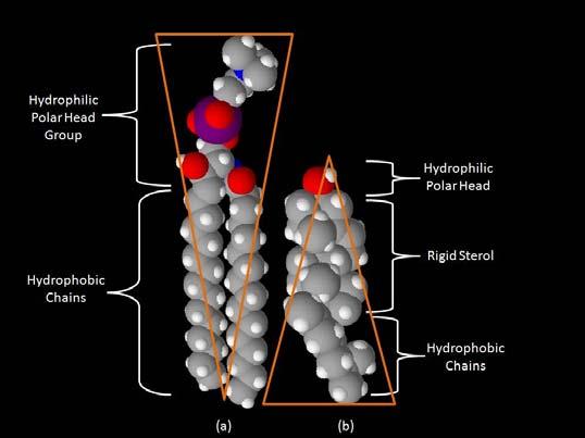 Modelli space filling della sfingomielina (a) e del colesterolo (b) sfingomielina colesterolo https://upload.wikimedia.org/wikipedia/commons/0/08/space filling_model_sphingomyelin_and_cholesterol.