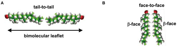 Domini di tipo «lipid rafts» 1 [approfonditi capitolo «rafts»] Nel foglietto rivolto verso l esterno della cellula i domini «rafts» contengono un elevato livello di colesterolo insieme sfingolipidi