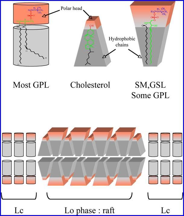 Organizzazione dei lipidi nei microdomini lipidici rafts Modello semplificato basato sulle forme teoriche dei lipidi di membrana http://journals.cambridge.