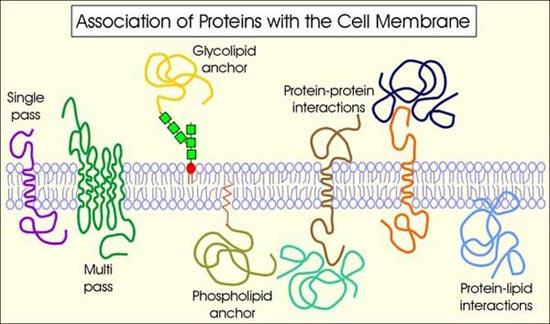 Versione attualizzata del modello del mosaico fluido 1 1. Elevata densità di proteine associate all impalcatura lipidica. 2. Interazioni proteina membrana che vanno da molto forti a molto deboli. 3.