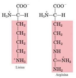 Proteine integrali di membrana 2 I residui aminoacidici dell interfaccia devono gestire la transizione fra un ambiente apolare e un ambiente polare.