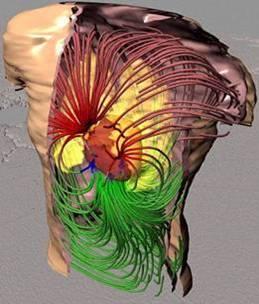Fig.2. Visualizzazione 3D dellacassa toracica e degli organi.
