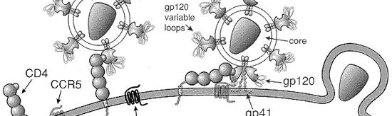 Corecettori Alcuni virus usano un processo a due step per aderire e penetrare Step 1: adesione a bassa affinità del virus ad un primo recettore.