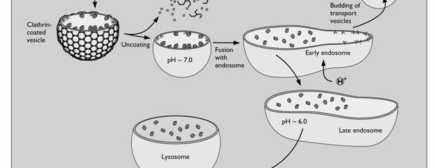 dell endocitosi nella