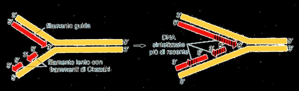 Sintesi semi-discontinua del DNA Le DNA polimerasi sanno costruire il DNA solo nella direzione 5-3, come può essere costruito