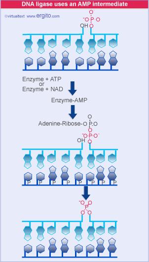 La ligasi salda i gaps fra nucleotidi