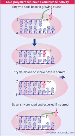 Le DNA Polimerasi oltre a polimerizzare sanno anche correggere, ( hanno attività esonucleasica, di correzione