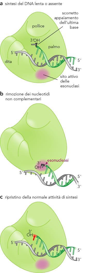 Sito catalitico polimerasico e sito esonucleasico Nel palmo della DNA polimerasi oltre ad un sito catalitico polimerasico e presente un sito esonucleasico che permette alla polimerasi di svolgere l
