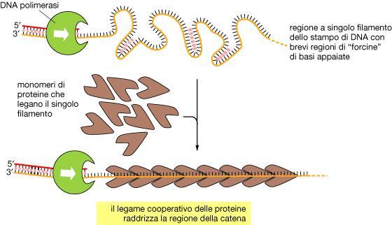 Le proteine SSB