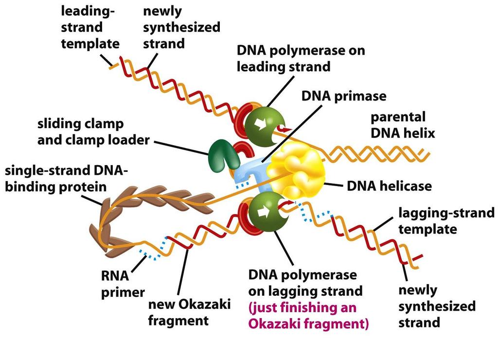 Figure 5-19a Molecular Biology