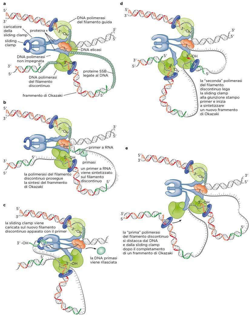 * Modalità di utilizzo dei due cori della DNA polimerasi del filamento discontinuo Questo modello propone che due cori della DNA polimerasi sul filamento discontinuo