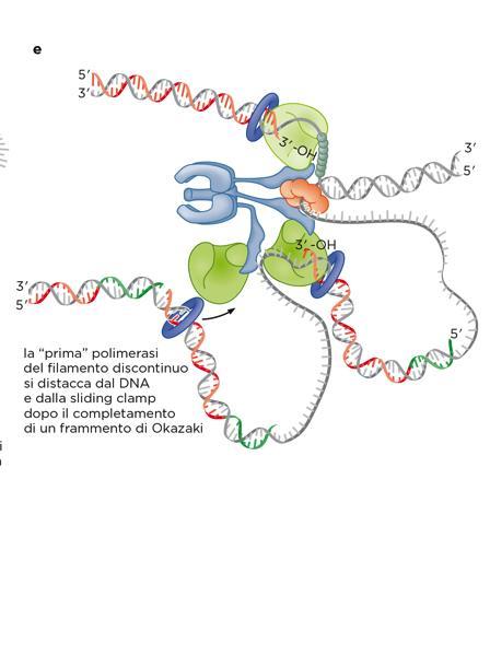 Quando la prima DNA pol del filamento discontinuo raggiunge l estremità dello stampo su cui sta costruendo il frammento di Okazaki essa viene rilasciata dallo sliding clamp (freccia rossa).