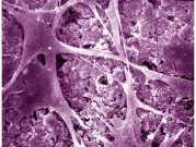 sistema dinamico soggetto a costante rimodellamento (riassorbimento e formazione di neo-tessuto osseo) 3 tipi di cellule: osteoblasti producono la matrice organica osteociti sintetizzano la matrice