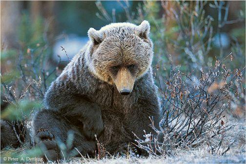 fauna. Grande Caccia fotografica quindi ad alci, cervi, Orsi, lupi e altre specie.