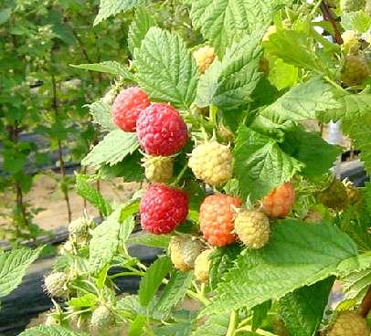 TRATTAMENTO FOGLIARE DOSI Nella fruttificazione ogni 15 giorni 1 L/ 1000 L EFFETTO Mantenere la salute ed uno