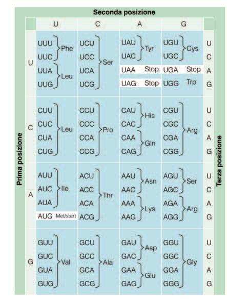 la struttura primaria delle proteine è codificata