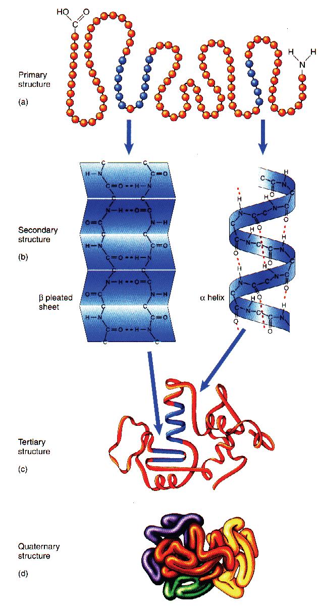 Ogni proteina in un organismo possiede una sequenza definita di amminoacidi che costituisce la sua struttura primaria.