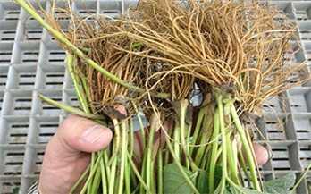 Piante fresche a radice nuda Usate per piante a basso fabbisogno in freddo, prodotte in vivai a clima fresco, dove possono essere pronte in ottobre e spedite nelle zone di produzione negli ambienti