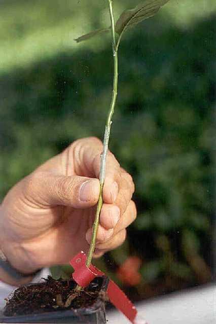 budding Pianta in vaso