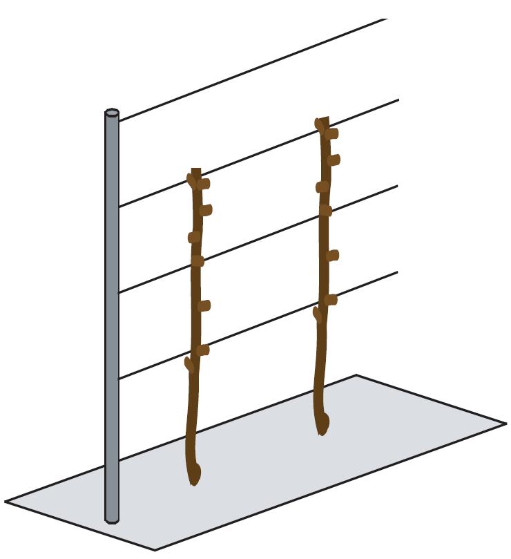 CORDONE SPERONATO VERTICALE A.2.2.1.