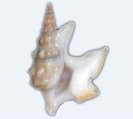 22 SCHEDA TECNICA PRODOTTO: GARAGOLO (Aphorrhais pespelecani) Il garagolo è un mollusco gasteropode dotato di una conchiglia dalla forma particolare, munita di quattro espansioni molto variabili per