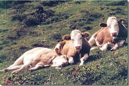 Tubercolosi bovina Infezione causata da Mycobacterium bovis si