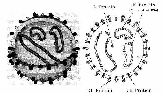 Fig : Rappresentazione tridimensionale e schematica di una particella di TSWV (Roselló et al, 99) I filamenti M e S RNA hanno strategia codificante ambisense, entrambi dispongono di due fasi di