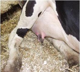 confortevole Effetto di Mistral sulle vacche : - Asciutto e salubre ambiente intorno alla mammella - Riduzione della