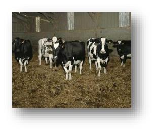 SFIDA ALLE MASTITI : 1 CAUSA DI PATOLOGIE NELLE BOVINE 1 vacca su 4 è continuamente attaccata da mastite sub-clinica. 1 vacca su 5 è affetta da mastite clinica durante la lattazione.
