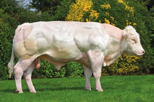 problemi al parto è il toro ideale da usare, una facilità di parto di 117 ed una lunghezza di gestazione di 93 sono le caratteristiche che lo distinguono.