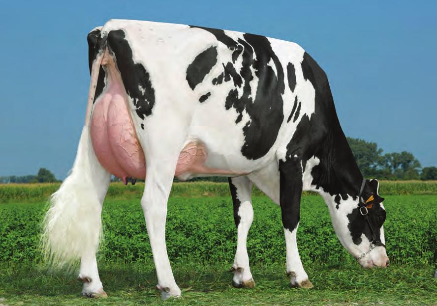 Supersire US000069981349 SEAGULL-BAY SUPERSIRE-ET TV TL TY TD Robust x (EX 91 GMD DOM) Planet x (VG-86-DOM) Shottle x (VG-86-GMD-DOM) O-Man x (EX-92-GMD-DOM) Rudolph x (EX-90-GMD-DOM) Elton x (VG-87)