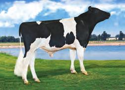 6 A NET MERIT 7 A PROTEINE IN ITALIA +0,5 TORO PER MANZE 16627 FIGLIE GTPI 2600 GPFT 2932 Ammon-Peachey Shauna-ET Pine-Tree Martha Sheen-ET Pine-Tree Missy Martha EX 91 EX MAMMELLA VG 86 VG MAMMELLA