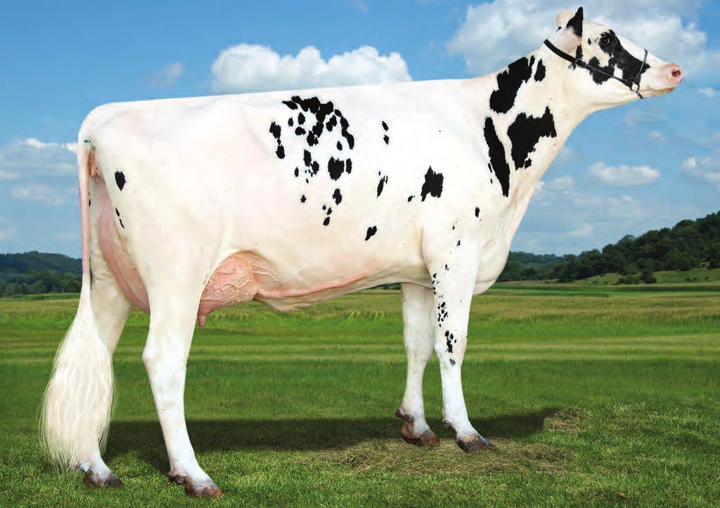 Provati GTPI Spark US000072850448 WEBB-VUE SPARK 2060-ET TV TL TY TD Supersire x (EX 91 GMD DOM) Gabor x Baxter x (EX-90 GMD DOM) Goldwyn x (EX-90 GMD DOM) BW Marshall x (VG-85) Eddie SUPERSIRE X