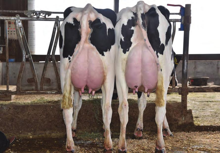 Payton US000071667860 MATT-DARI MOGUL PAYTON-ET TV TL TY TD Mogul x (VG-85) Man O Man x (EX-92) Shottle x (EX-93 GMD DOM) Patron x (EX-90) Lindy x (EX-91) Blackstar Pansy MOGUL X MAN O MAN X SHOTTLE