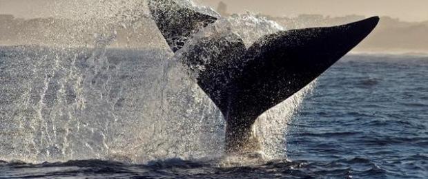 22/9 CAPE TOWN Al mattino incontro con la guida e partenza per la visita del capo di buona speranza.