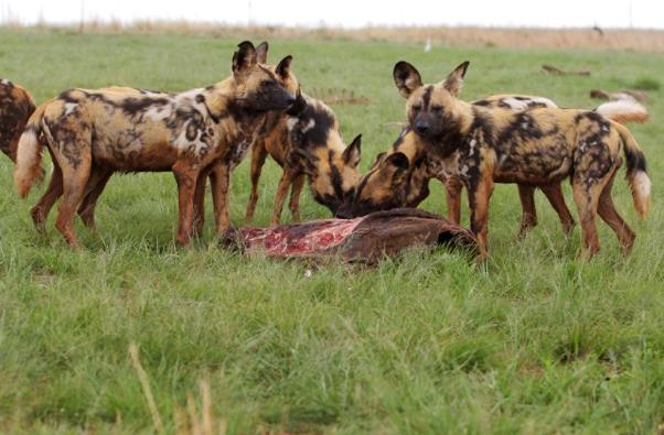 Un viaggio dedicato alla natura selvaggia e ricchissima del South Luangwa National Park nel periodo migliore, la meravigliosa stagione verde e ad uno dei carnivori inseriti nella lista rossa per la