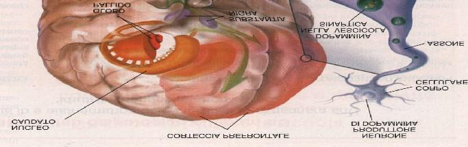 Aspetti neuro-anatomici del Corteccia Prefrontale Sistema Limbico Gangli della Base Cervelletto Neur ot r asmet t it or i: opamina e Nor epinef r ina Correlati neuropsicologici Neurofisiologia SPECT