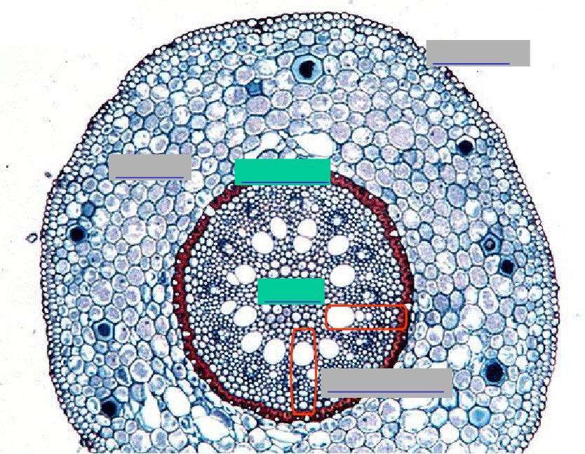 Monocotiledoni rizoderma corteccia endoderma